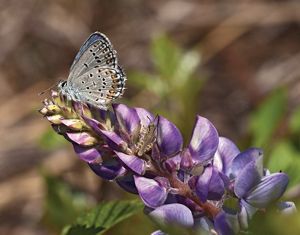 Karner blue butterfly (Lycaeides melissa samuelis).