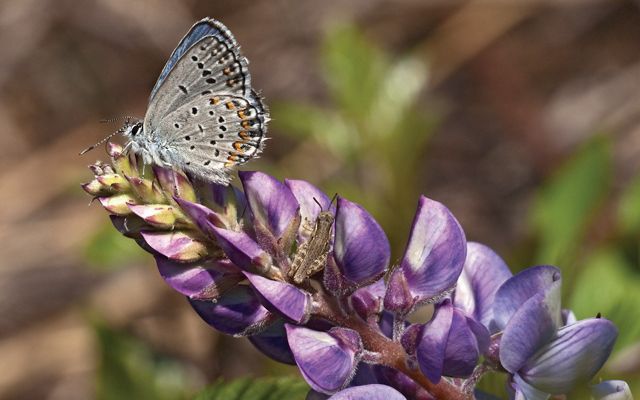 A Karner blue butterfly perches at the end of a long stem with purple flowers.