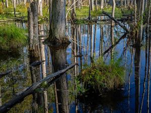 Wetland habitat where trees and vegetation grow out of the water at Morgan Swamp Preserve.
