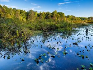 Wetlands at Morgan Swamp Preserve.