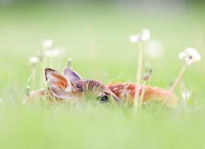 A white-tailed deer fawn lies curled in grass and is surrounded by dandelions.