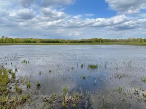 Sandhill Crane Wetlands.