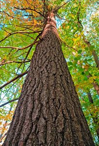 A vertical shot of a White Pine tree.