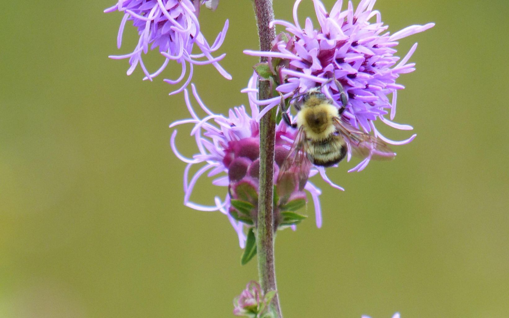 Bee on Blazing Star liatris A close-up of a bee on blazing star flower. © Angie Cole
