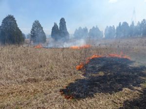 Scorched earth remains where prescribed fire has burned areas of open prairie habitat.