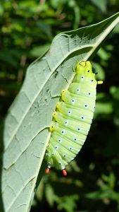 A Promethea caterpillar climbing a leaf.