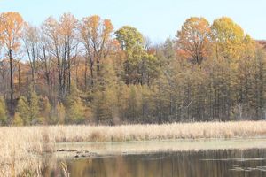 Tall grasses cover the landscape in front of colorful fall trees.