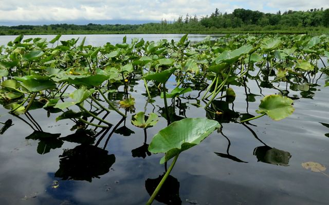 Large, rounded green leaves pop up from the calm waters of a lake.
