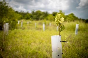 Tree tube protecting a seedling.