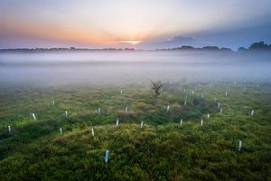 Early morning fog rising over a stream surrounded by newly planted trees.