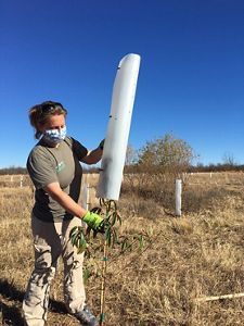 Women installing a tree tube.