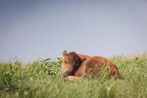 A bison calf rests in the grass.