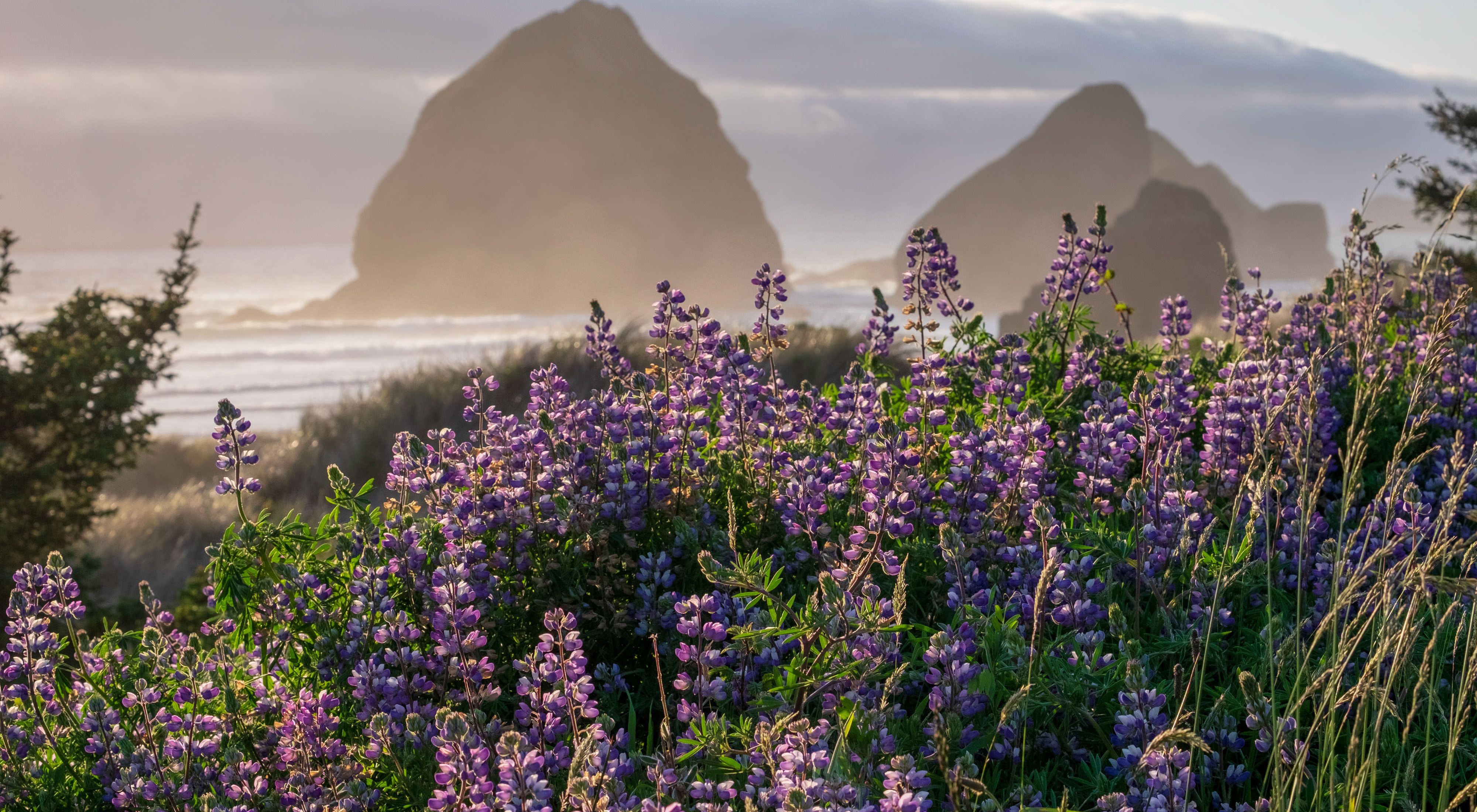 purple lupine flower patch in front of ocean with rocky boulders