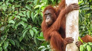 An orangutan clings to a tree trunk.