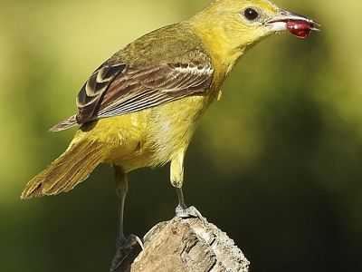 A yellow bird with a berry in its mouth sits on a branch.