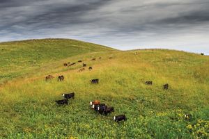 Cattle roam on a large grassy hill.