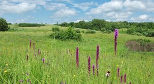a lush green grass prairie with tall purple flower.