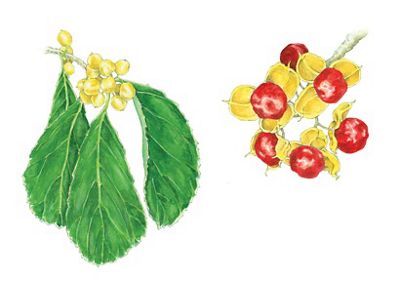 Oriental bittersweet leaves and fruit illustration.