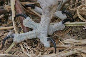 Closeup of osprey talons, showing the unique structure of its four toes.