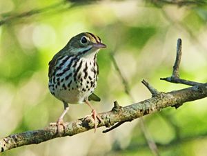 An ovenbird on the ground among the underbrush.