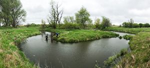 Calm water in an oxbow with grassy banks and a tree in the mid-distance.