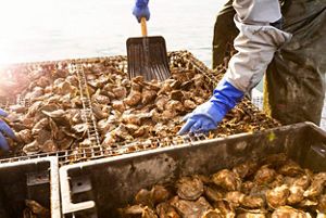 Close up of a person shoveling oysters from cages.