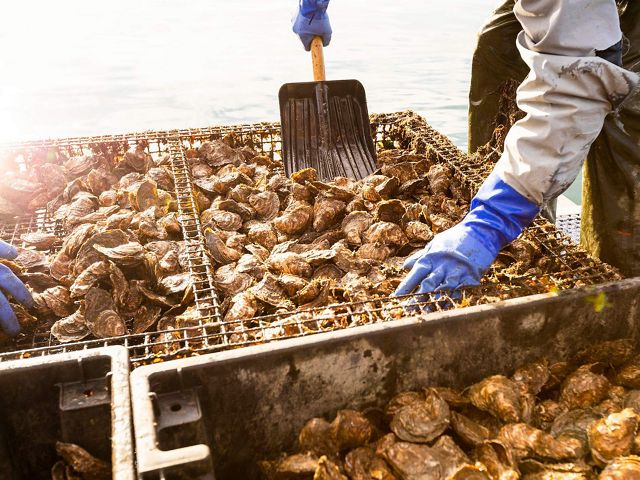 Bay Point Oyster Company recolectando ostras en un barco en Little Bay en Durham, New Hampshire.