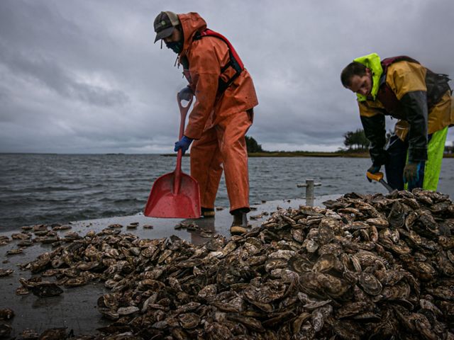 Workers shoveling oyster shells.