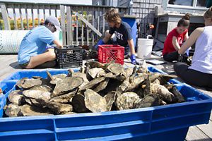 A large crate full of oysters sits in front of young people counting oysters in small crates.