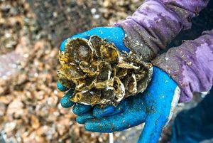 A handful of oyster shells.