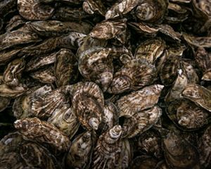 A close up of a pile of brown and white striped oyster shells.