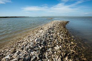 A pile of oysters with water around.