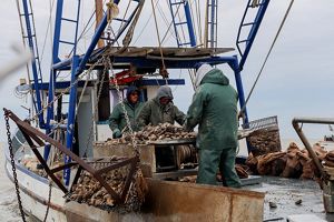Three men stand with heavy machinery on a boat, pulling up oysters from the ocean.