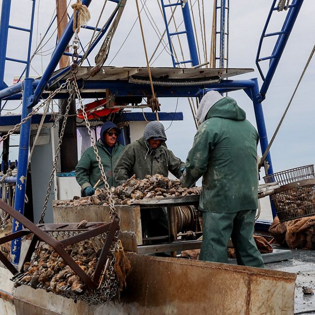 Three men stand on a boat sorting through oysters from baskets.