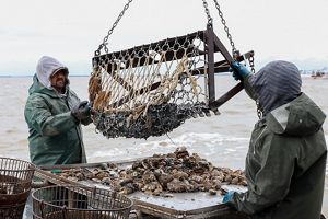 Two men stand on a boat on the ocean using a machine to draw oysters out of the water.