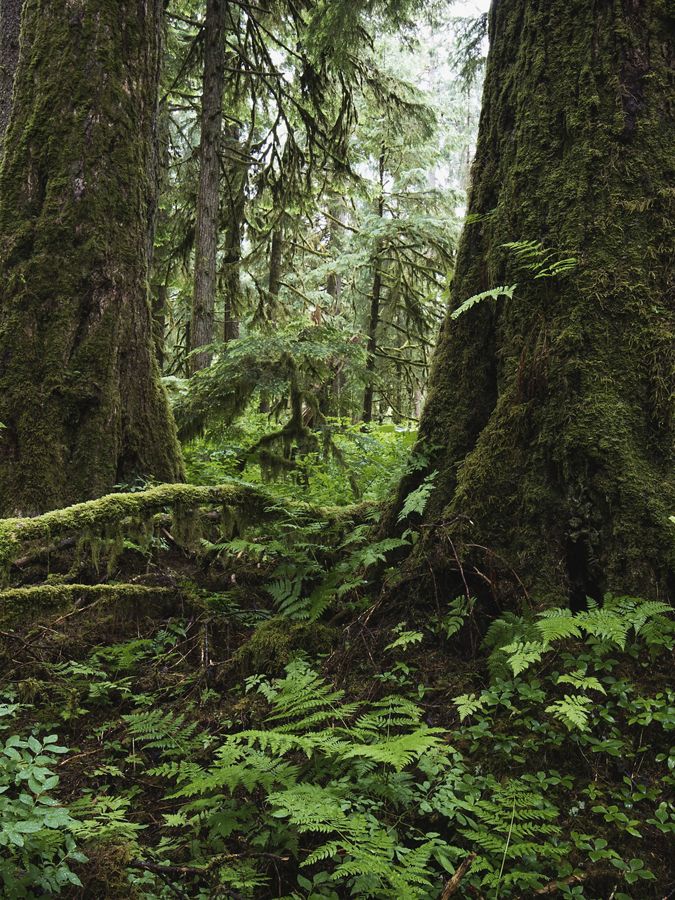 lush tongass forest