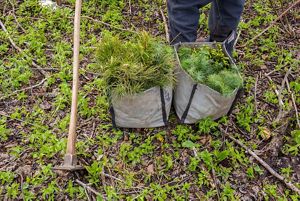 Conifer tree seedlings sitting in canvas bags on the forest floor.