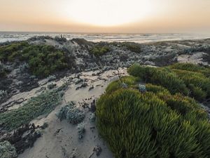 Coastal Dunes at Moss Landing in California