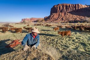 A man works near cattle.