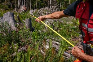 Two people taking measurements in a forest. 