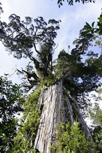 Alerce milenario en la Reserva Costera Valdiviana.