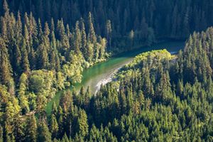 an aerial view of old-growth trees in clayoquot sound