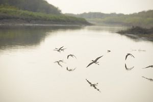 Several shorebirds fly low over a body of water, with their reflections showing on the surface of the water.