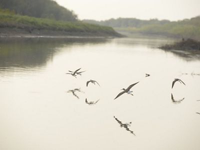 Several shorebirds fly low over a body of water, with their reflections showing on the surface of the water.