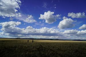 Landscape view of a vast golden grassland under a blue sky with puffy white clouds.