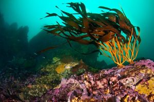 Especie de huiro en costa chilena