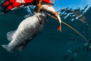 Pesca recreativa en litoral chileno