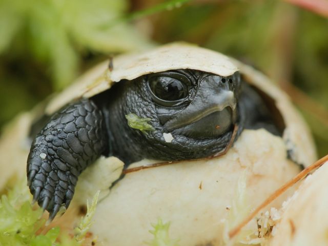 Close up of a dark brown turtle head and arm poking out of a cracked egg.