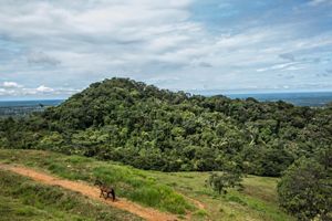 A tree covered hill rises up out of cleared farmland, with a view of flat land in the distance