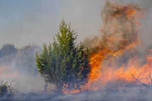 Fire burning in bush.